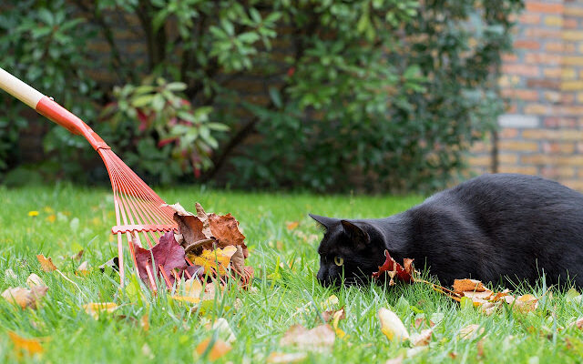 Kocia jesień. Mistrzowie hygge na czterech łapach 🐾🍂