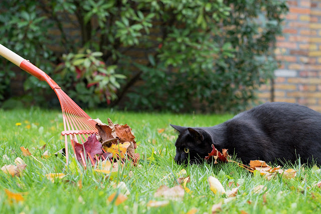Kocia jesień: mistrzowie hygge na czterech łapach 🐾🍂